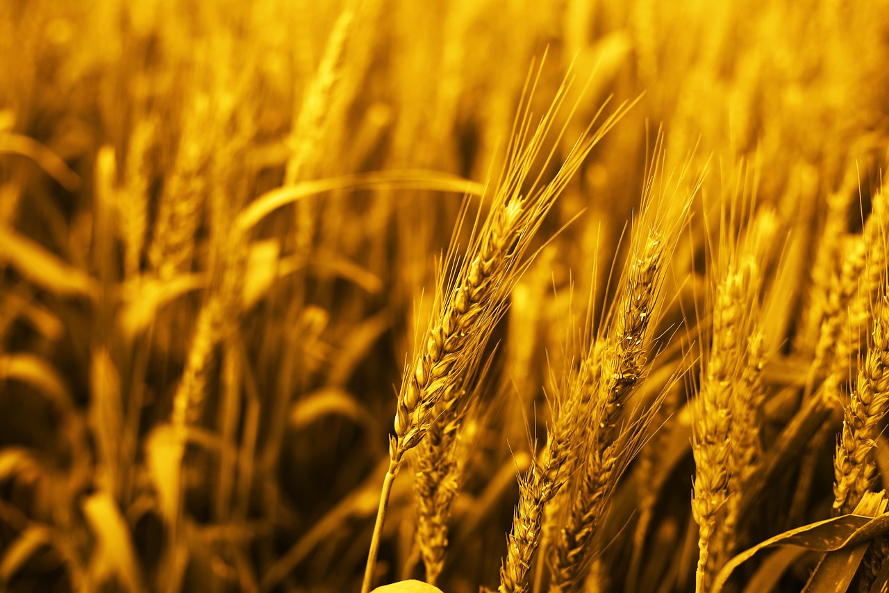 Wheat field